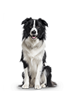 Medium Dog Subscription (PBY) - 3 Month