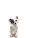 Load image into Gallery viewer, Petite Dog Subscription ( Every Other Month )