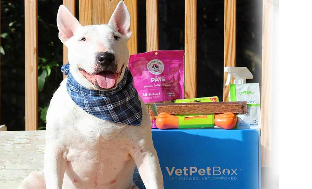 Dog and VetPetBox and contents