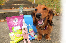 Petite Dog Subscription (PGN) - Month to Month