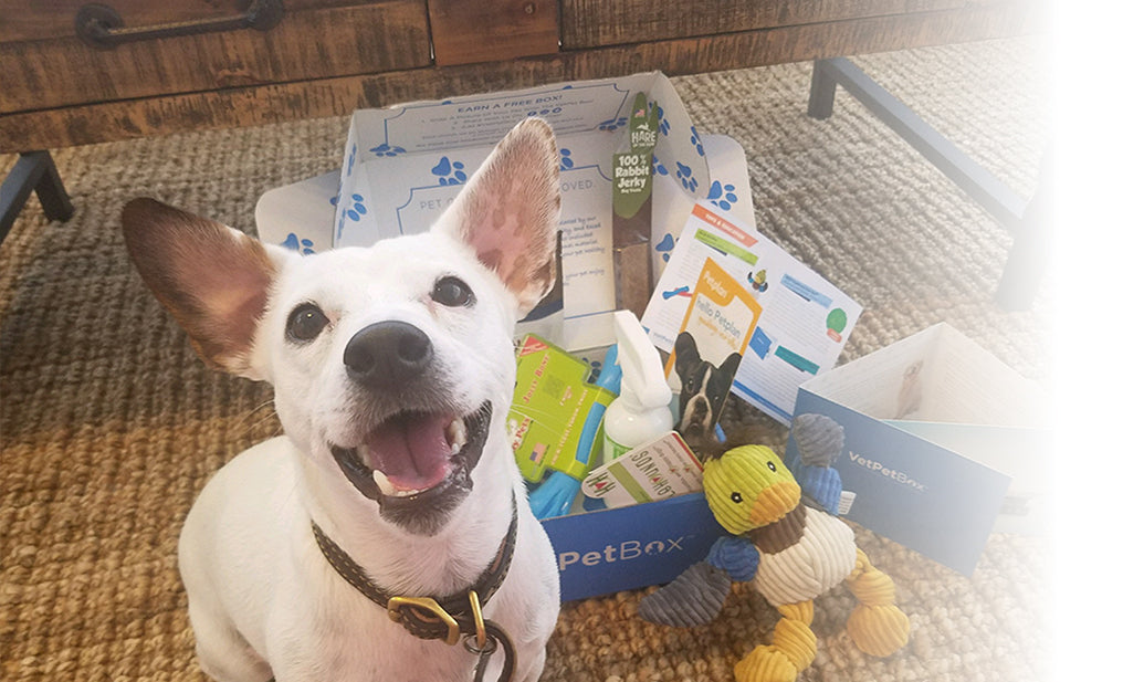 Small Dog Box (PNN) - 1 Month Gift