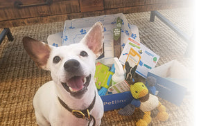 Small Dog Subscription (PPY) - 6 Month