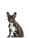 Load image into Gallery viewer, Small Dog Subscription (RPY) - 3 Month